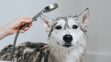 How to Make Bath Time Easier for Your Dog (Stress-Free Routine)