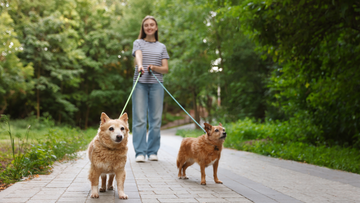 Why Every Dog Owner Needs a Portable Water Bottle on Walks