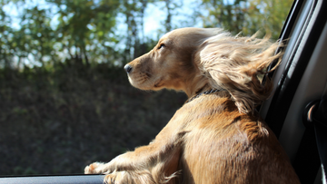 The Best Way to Stop Your Dog from Making a Mess in the Car